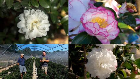 The October Spell: Admiring the Elegance of Camellias